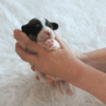 00d8a6d73a5170d26d87d6d17a227aa3 cavachon puppy head held erect
