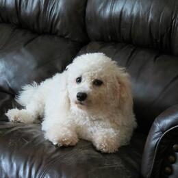 011b9661254184215f84fac6c181f972 cavachon