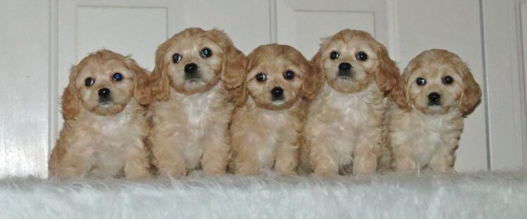 cavachon puppies