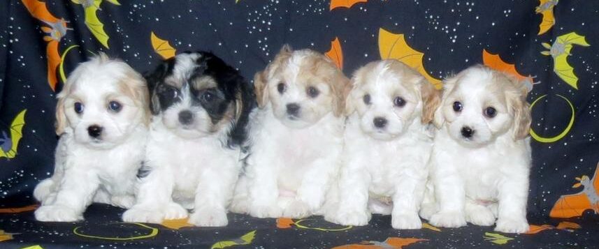 cavachon puppies