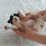 74ba14fa61f9f46d2d3a93bfd6a66cd5 cavachon puppy supine position