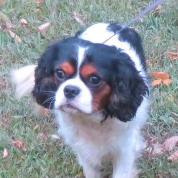 8b9413fb2f9a308bec50394b534d9f18 cavachon