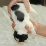8cb806e7002207cde7ff28b343e5e387 cavachon puppy head pointed down