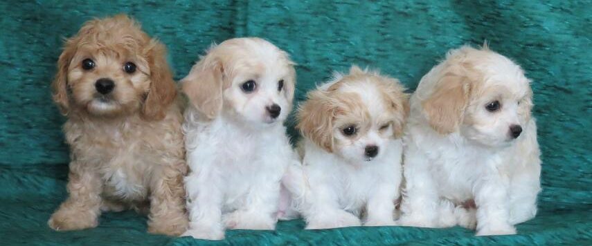 cavachon puppies