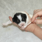 a35c8480ccdf7c58af3ce0df1f1ded95 cavachon puppy tactile stimulation