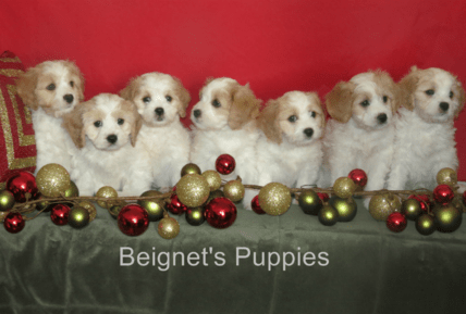 cavachon puppies beignets