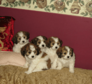 cavachon puppies tri-color