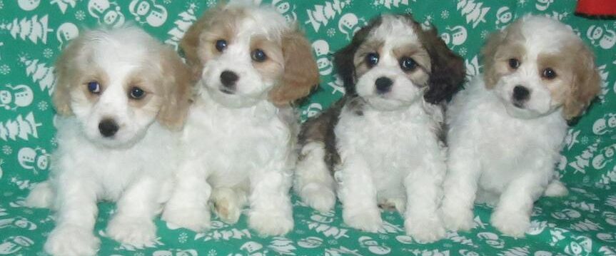 cavachon puppies