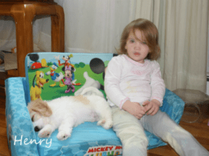 monarchy cavachon dog family henry monarchy cavachon dog family henry