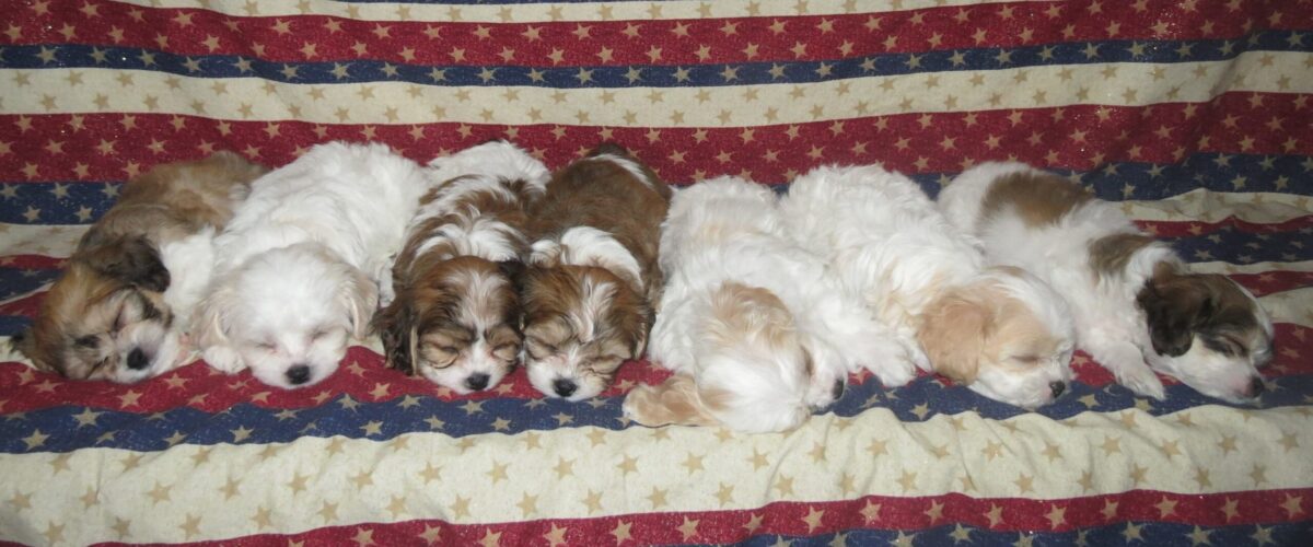 cavachon puppies