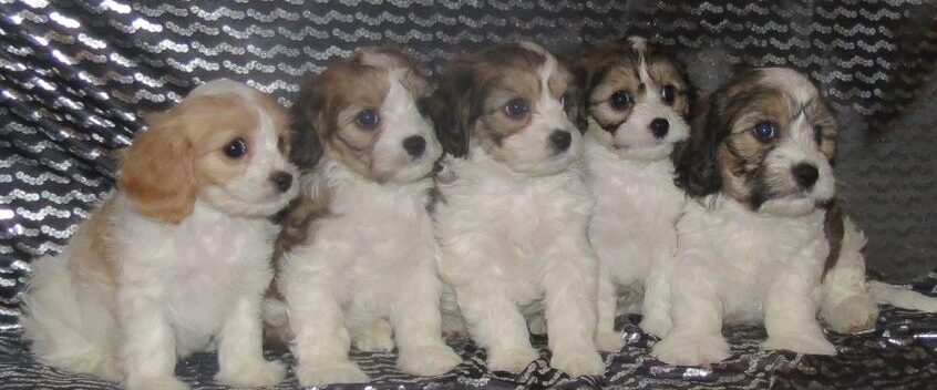 cavachon puppies