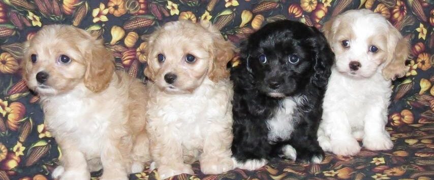 cavachon puppies