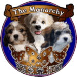 Cavachons from The Monarchy logo