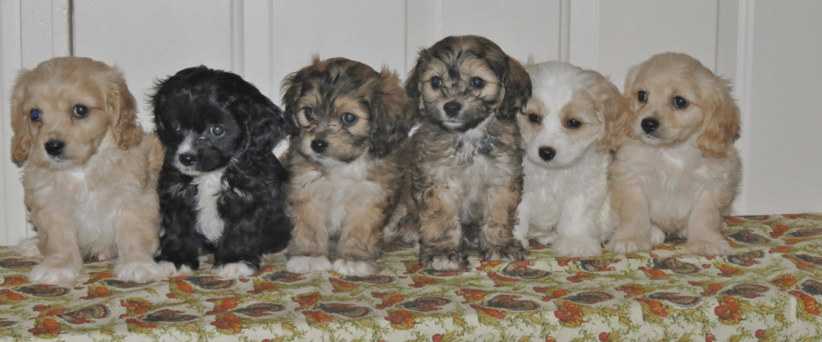 cavachon puppies