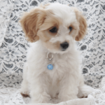 Click to learn about designer doggie jewelry!
