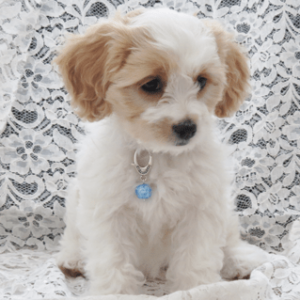 cavachon puppy