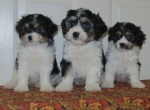 cavachon puppies black tri-color