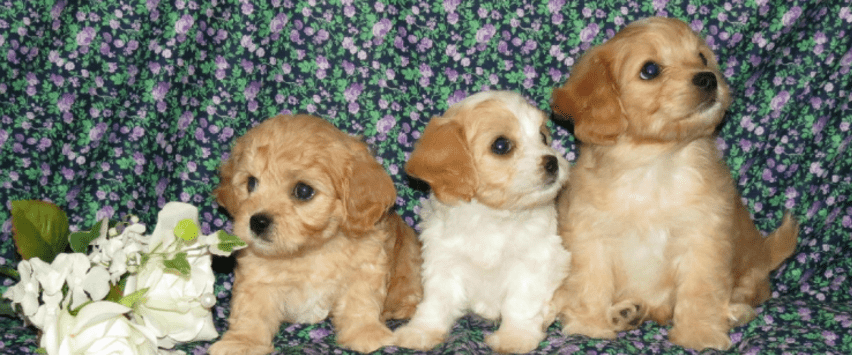 cavachon puppies