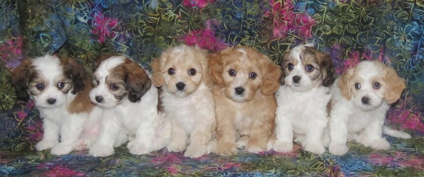 cavachon puppies