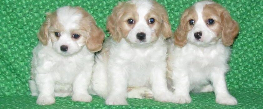 cavachon puppies