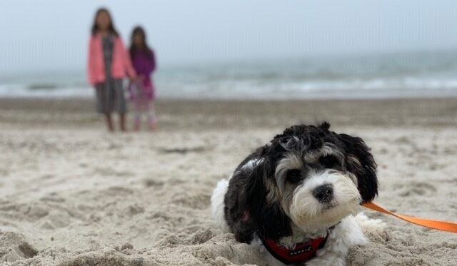 cavachon monarchy beach pet friendly travel