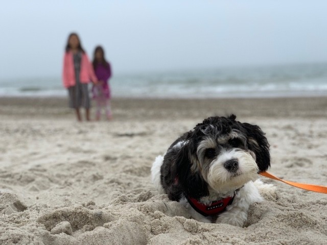 cavachon monarchy beach pet friendly travel