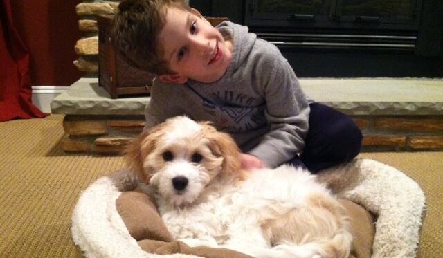 cavachon puppy with boy