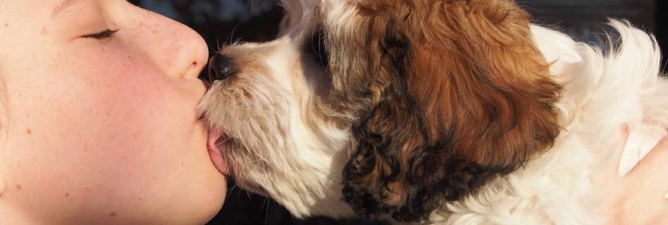 cavachon puppy kiss