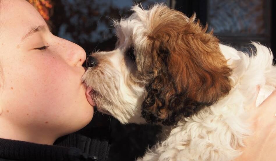 cavachon puppy kiss