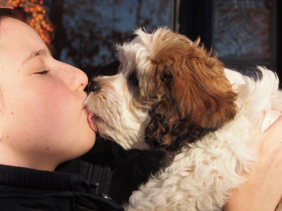 cavachon puppy kiss