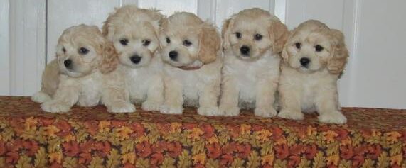 Cavachon puppies