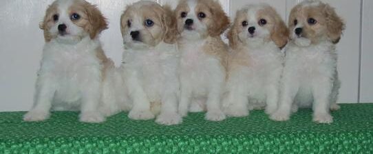 Cavachon puppies