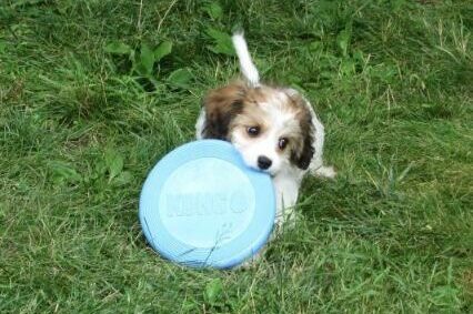 cavachons for sale