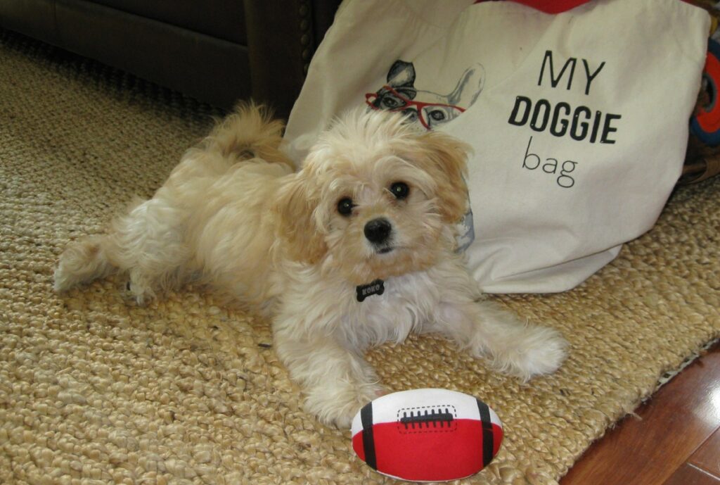 IMG_4369 cavachons for sale