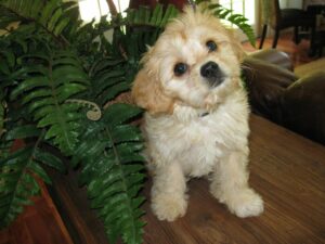 cavachon puppy