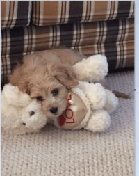 Rusty king of toys Rusty king of toys cavachons for sale