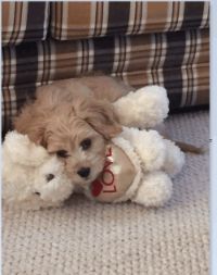 Rusty king of toys cavachons for sale