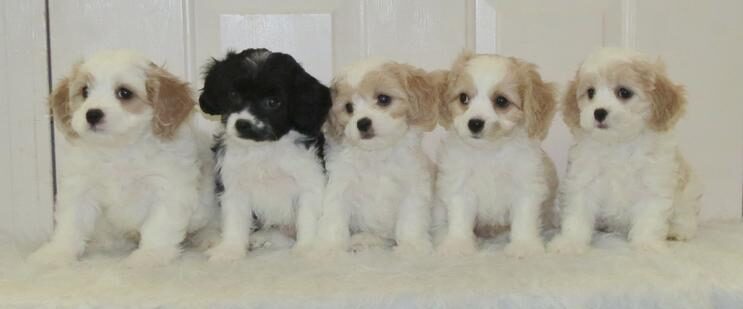 Cavachon puppies