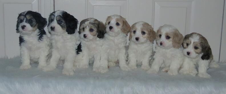 Cavachon puppies