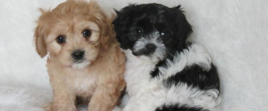 Cavachon puppies