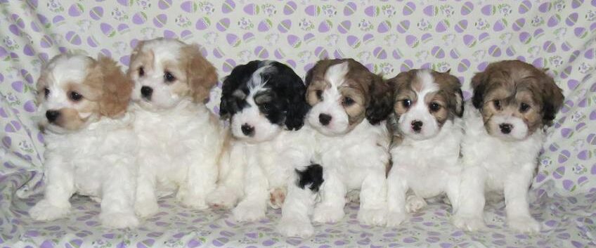 Cavachon puppies