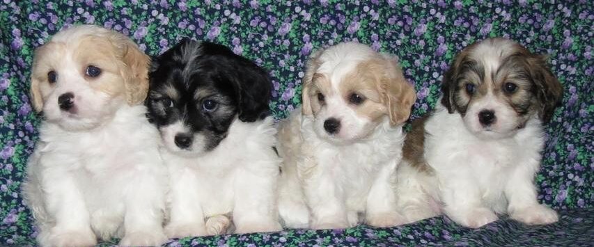 Cavachon puppies