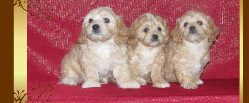 Cavachon puppies