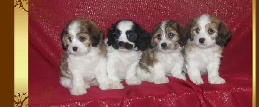 Cavachon puppies