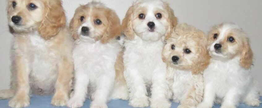 Cavachon puppies