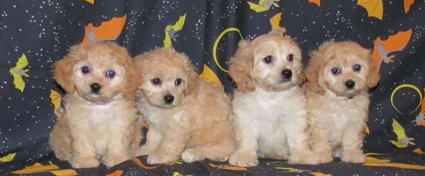 Cavachon puppies