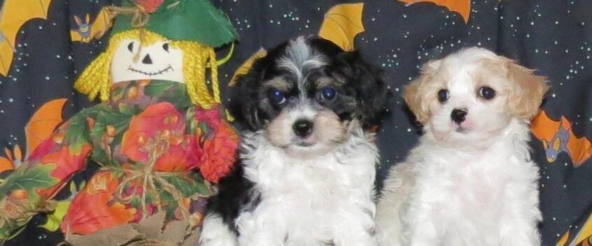 Cavachon puppies