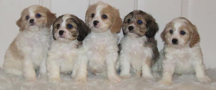 Cavachon puppies