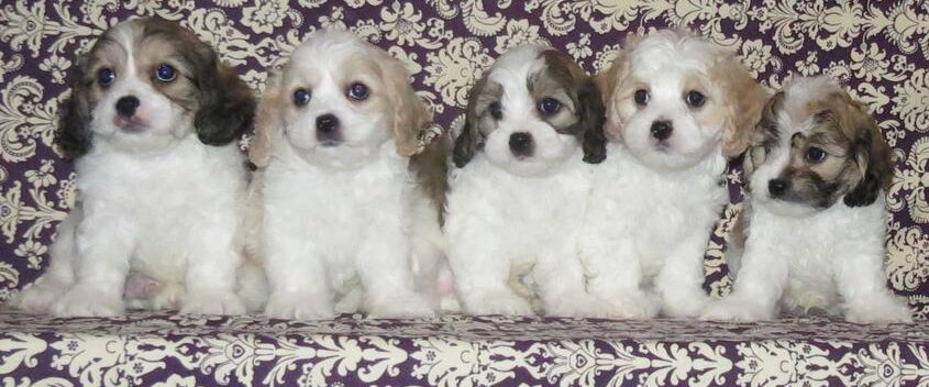 Cavachon puppies