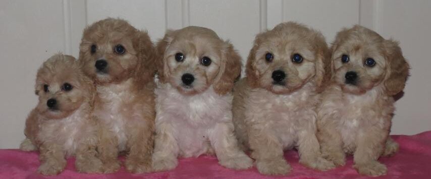 Cavachon puppies